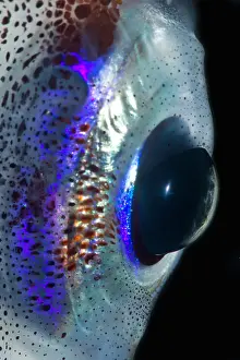 Cephalopod Prints: Common Clubhook Squid (Onychoteuthis banksii) eye