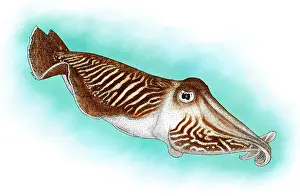 Common Cuttlefish