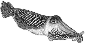 Predatory Prints: Common Cuttlefish