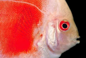 Morph Prints: Common Discus