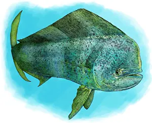 Wrasse Prints: Common Dolphinfish