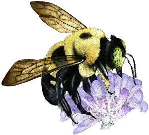 East Prints: Common Eastern Bumble Bee