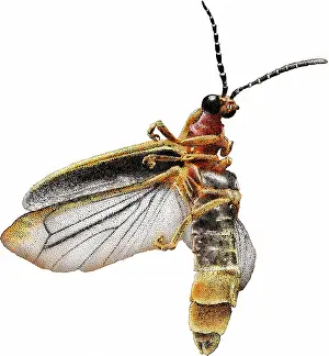 Beetle Prints: Common Eastern Firefly