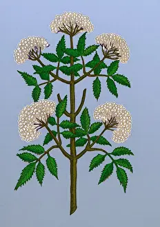 Blooming Prints: Common Elder Tree