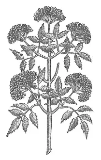 Blooming Prints: Common Elder Tree