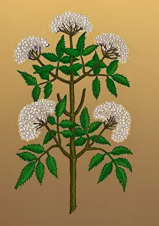 Plantae Prints: Common Elder Tree