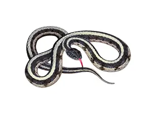 Garden Prints: Common Garter Snake
