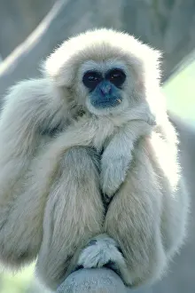 White Prints: Common Gibbon