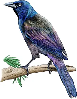 Songbird Prints: Common Grackle