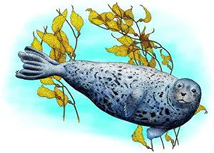 Seal Prints: Common Harbor Seal