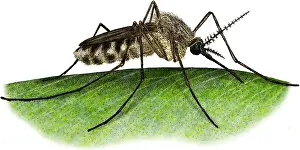 Mosquito Prints: Common House Mosquito