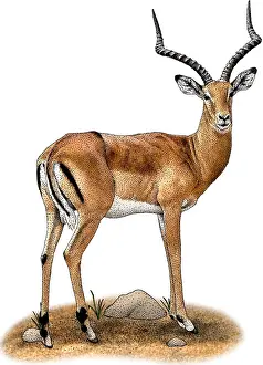 Bovidae Prints: Common Impala