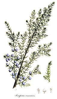 Plantae Prints: Common Juniper, Alchemy Plant