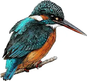 Europe Prints: Common kingfisher