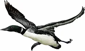 Flying Prints: Common loon