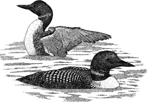 Breeding Prints: Common Loons