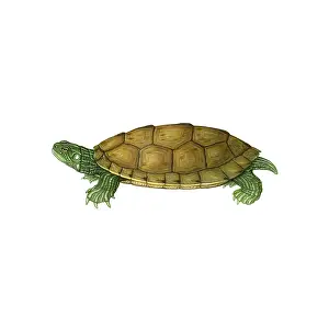 Maps Prints: Common Map Turtle