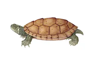 Maps Prints: Common Map Turtle