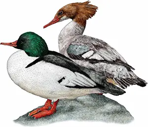 Waterfowl Prints: Common Mergansers