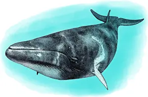Dwarf Prints: Common Minke Whale, Illustration