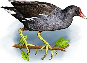 Wading Prints: Common moorhen