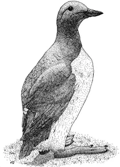 Seabird Prints: Common Murre