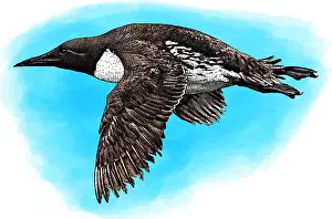Alcidae Prints: Common Murre