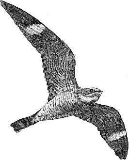 Minor Prints: Common Nighthawk