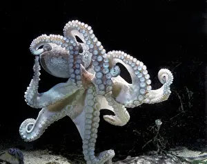 Fauna Prints: Common Octopus