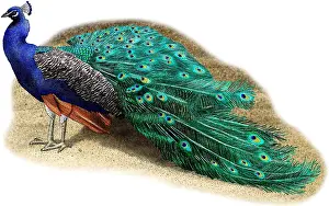 Peacock Prints: Common Peacock
