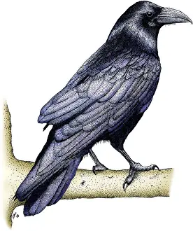 Avian Prints: Common Raven
