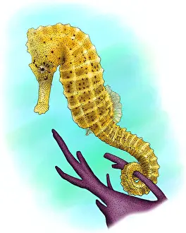 Horse Prints: Common Seahorse