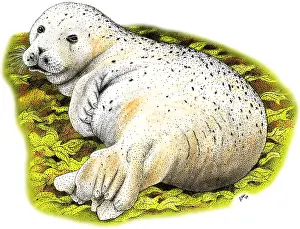 Seal Prints: The Common Seal