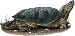 Turtle Prints: Common Snapping Turtle