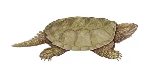 Turtle Prints: Common Snapping Turtle