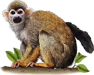 Monkey Prints: Common Squirrel Monkey, Illustration