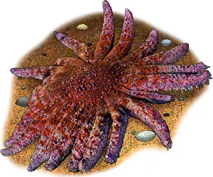 Star Prints: Common Sunstar