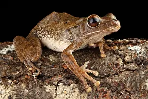 Captive Prints: Common Tree Frog (Polypedates leucomystax)