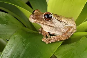 Indochina Prints: Common Treefrog (Polypedates leucomystax)