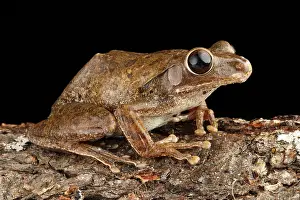 Many Science & Medical Prints: Common Treefrog (Polypedates leucomystax)