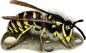Wasps Prints: Common Yellow Jacket Wasp