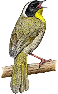 Songbird Prints: Common Yellowthroat