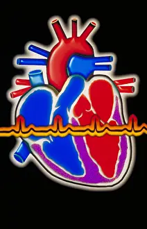 Part Prints: Computer illustration of the human heart