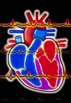 Research Prints: Computer illustration of a human heart