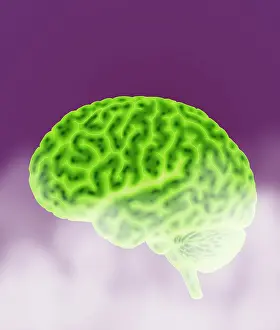 Thought Prints: Conceptual Brain, Illustration