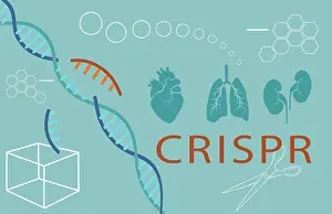 Crispr Prints: Conceptual Illustration of CRISPR Edited Organs for Transplants