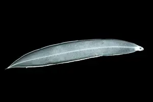Form Prints: Conger Eel (Rhynchoconger flavus)