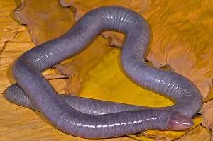 Congo Prints: Congo Caecilian