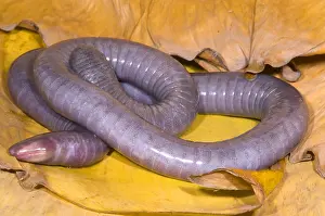 Congo Prints: Congo Caecilian