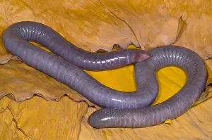 Congo Prints: Congo Caecilian